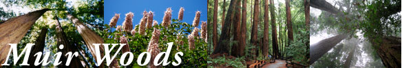 muir woods tours